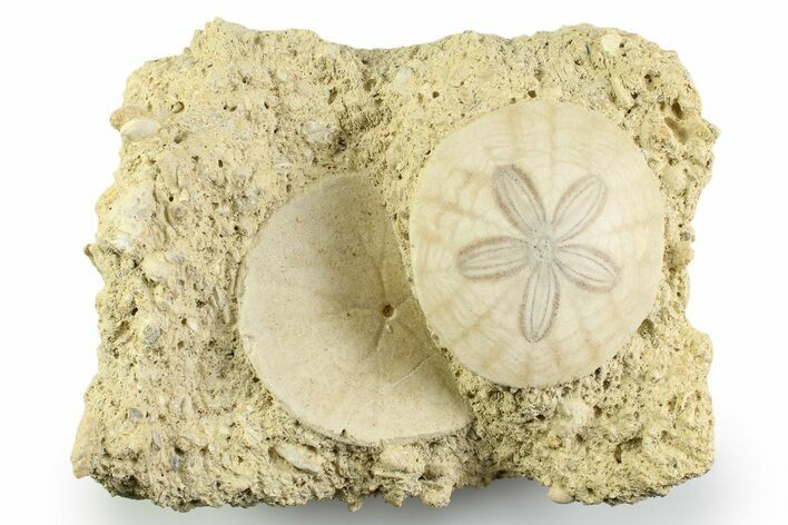 Two Fossil Sand Dollars (Scutella) - France #359697